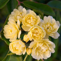 Rose Plant Live Ready to Plant, Fragrant Roses Flowers, in Pot, Ornamental Flowers Indoor Outdoor Home Garden (Lemon Rose)