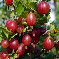 Gooseberry Plant Live, Gooseberry Bush Live Plant Fully Rooted in Soil, 5 to 9 Inch Tall, Gooseberry Fruit Tree