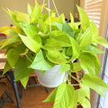 Neon Pothos Plant, Live Pothos Plant, Variegated Pothos Plant, Pothos Vines Plant 4 Inches Potted House Plant Indoors Live, Indoor House Plant