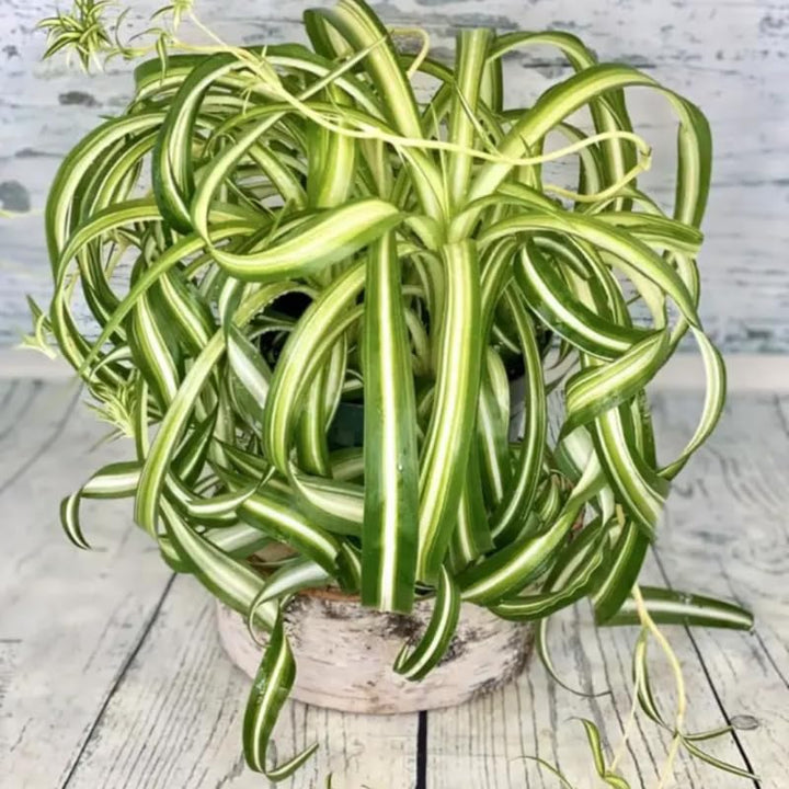 Curly Spider Plant Live 4 Inch Pot, Trailing Spider Vine Houseplant Live Indoor Planting (Variegated Spider)
