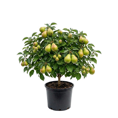 Pear Tree Live Plant, Pear Edible Fruit Tree, 10-18 Inch Tall