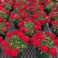 2 Mix Verbena Plants Live, Verbena Flower Plants, Mixed Color Perennial Ground Cover, Vibrant Blooms for Garden Beds, Outdoor Planting, 4-8 Inches Tall