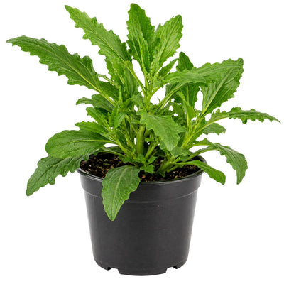 Epazote Live Plant, Epazote Herb Plant Starter 4 Inch Pot, Indoor Outdoor Planting