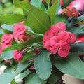 Euphorbia Milii Plant, Red Crown of Thorns Plant Live, Succulent Cactus Plant in 4 Inches Pot, Live Cactus Plant Outdoor Indoor
