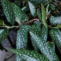 Trailing Begonia Plant Live, Rare Begonias Live Plant, 4-8 Inc Starter Indoor Outdoor Houseplant (Dot Angel Wing Begonia)