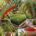Red Goji Berry Tree Live Plant, Cold Hardy Fruit Plant, 2-3 Ft Tall