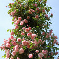 Pearly Gates Peachy Climbing Rose Live Plant, Can Grow As Rose Bushes Shrubs, Fragrant Ready to Plant, Starter Size, 5 to 10 Inc Tall, Dormant in Winter