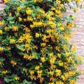 Mandarin Climbing Honeysuckle Plant Live, Fragrant Honeysuckle Plants Vine Bushes in 2.5 Inch Pot