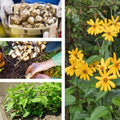 5 Jerusalem Artichoke Live Tubers, Sunchoke Bulbs for Planting Gardening Indoor Outdoor