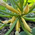 2 Zucchini Plants Live, Yellow Squash Zucchini in 4 Inches Pot, 4-6 Inches Tall, Summer Squash Plant for Planting Outdoor