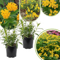 2 Yellow Milkweed Plants Live Butterfly Asclepias Tuberosa, Wildflowers Perennial Bush, Swamp Common Plant, 5-9" in Tall, No Pot