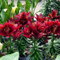 2 Red Lily Bulbs, Giant Lily Flower Bulbs for Planting, Lily Flowering Bulbs, Lily Spring Bulbs, Outdoor Indoor Flower Bulbs to Plant