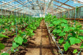 4 Cucumber Plants Live, Marketmore 76 Cucumber Live Plant for Growing, 4 Inc Pot, Live Vegetable Plants for Gardening Outdoors Indoors, 6 Inc to 8 Inc Tall