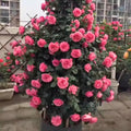 Deep Pink Climbing Rose Live Plant, Can Grow As Rose Bushes Shrubs, Fragrant Ready to Plant, Starter Size, 5 to 10 Inc Tall, Dormant in Winter