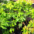 Lychee Fruit Tree, Lychee Tree Live Plant, 4 Inc Pot