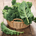 Kale Plants Live in 4 Inch Pot, Kale Seedling from 3 to 5 Inches Tall, Well Rooted, Hardy Vegetable for Outdoor Planting, 3 Plants Per Pot