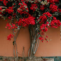 Red Bougainvillea Plant Live, Bougainvillea Flowering Plant Perennial, Rooted Bougainvilleas Trees Starter 6-8 Inches