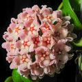 Hoya Plant Live Houseplants, Hoya Live Plant, in 4" Pot, Hoya Hindu Rope, Low-Maintenance Indoor Hanging Plant