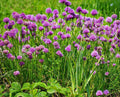 10 Perennial Chives Plant Live for Gardening Outdoors, Well Rooted Plants