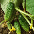 2 Cucumber Plants Live, Live Green Cucumber Plants, 3 to 5 Inches Tall, 4 Inches Pot, Cucumber Live Plants, Cucumber Seedling Plants for Growing