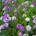 3 Verbena Plants Live, Lavender Verbena Flower Plants, Ground Cover Hanging Basket Plant, 5 to 7 Inc