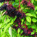 2 Black Elderberry Trees Live Plants, Backyard Berry Plant, 10-12 Inch Tall
