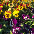 Pansy Assorted Flowers Live Plant, Vibrant Mixed Colors, 4 Inches Pot, Hardy Cool Season Outdoor Bloom for Spring and Fall Landscaping