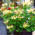 Fragrant White Yellow Climbing Honeysuckle Plant Live Vine, Lonicera Perennial Honeysuckle Plants 5 to 9 Inches Tall