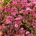 Pink Sedum Plant Live, Live Sedum Plant Pot, 3 Inches Pot, Sucullent Plant Live