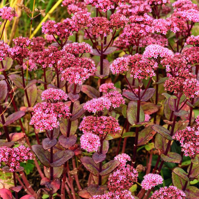 Pink Sedum Plant Live, Live Sedum Plant Pot, 3 Inches Pot, Sucullent Plant Live