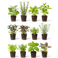 4 Assorted Herbs Plants, Mixed Herb Plants, Basil, Rosemary, Mint, Lemon Balm, and Other Varieties, 3-6" Live Herbs Collection for Indoors Outdoors Garden, Kitchen, Well Rooted, No Pot