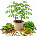 2PPP Moringa Plants Live, Malunggay Trees 5-8 Inches Tall