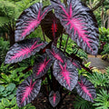 2 Colocasia Live Plants, Alocasia Elephant Ear Live Plant for Growing, 4-6" Tall, Cold Hardy, Indoor Outdoor Planting (Black Red)