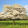 White Dogwood Tree Live Plant, Dormant in Winter for Planting, Cold Hardy, in Quart Pot, 6-12 Inc Tall
