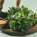 Mojito Mint Herb Plant for Planting, Perennial Mint Plant, Fragrant Mints, 5-7 Inches Tall, Well Rooted, Ready to Grow