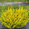 Glow Holly Plant Live in 4 Inch Pot, Japanese Holly Bush Live Plant for Planting, Winterberry Holly Shrub