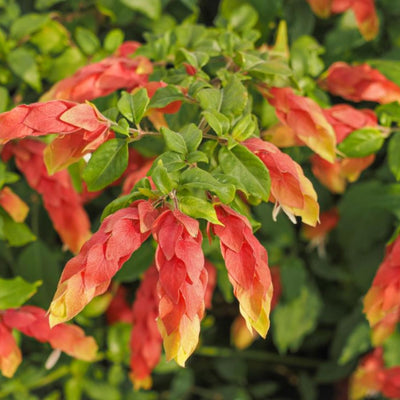 2 Shrimp Live Plants, Shrimp Plant Live, Justica Brandegeana Plant from 5 Inches Tall Seedling
