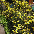 Climbing Roses Live Plant, Climbing Rose Plant Live, 5 to 7'' Tall, Fragrant Flower Bush Plants for Gardening (Yellow)