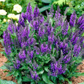 Violet Blue Purple Sage Live Plant, Salvia Plant Live Herb for Grow Indoors Outdoor in 3 Inch Pot