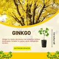 Ginkgo Tree Live Plant, Yellow Fall Leaf Tree, 3-6 Inch Tall