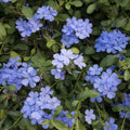 4 Plumbago Plants Live, 4-7 Inches Flowering Plumbago for Outdoor Garden, Tropical Shrub Plant for Landscape, Borders or Patio Containers (Blue Plumbago)