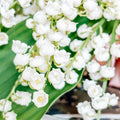 15 Lily of the Valley Plant Roots, Live Lily Rhizomes for Planting, Fragrant White Flowers Lily of the Valley Plant Bare Roots for Outdoor Indoor Home Gardens