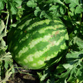 Watermelon Plant, Red Watermelon Plants Live, 4-6 Inches Tall, Fast Growing and Sweet Fruit for Outdoor Gardening or Backyard, 2 Plant Per Pot
