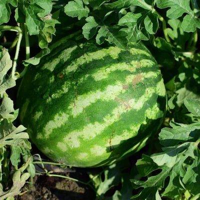 Watermelon Plant, Red Watermelon Plants Live, 4-6 Inches Tall, Fast Growing and Sweet Fruit for Outdoor Gardening or Backyard, 2 Plant Per Pot