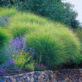 Ornamental Grasses Live Plants Perennial, Maiden Grass Live Plant Perennial, Live Miscanthus Grass Plant in 4" Pot