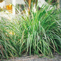 4 Large Lemongrass Plants Stalks Well-Rooted, Lemon Grass Stalks Trim Back, Herb Perennial Plants Well Rooted for Planting Indoor Outdoor, No Pot