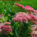 Autumn Sedum Plant Live, Quart Pot, Sucullent Plant Live Indoor Outdoor, Sedum Flower Live Plant from 4 to 6 Inc Tall