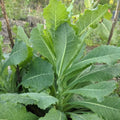 Wild Lettuce Seedling, Wild Lettuce Live Plant in 4-Inch Pot from 6 to 9 Inch Height for Indoor Outdoor Gardens