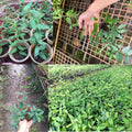 Fragrant Honeysuckle Plants Live Vines, Perennial Lonicera Honeysuckle Plants, 5 to 9 Inches Tall (Major Wheeler)
