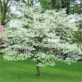 White Dogwood Tree Live Plant, Dormant in Winter for Planting, Cold Hardy, in Quart Pot, 6-12 Inc Tall